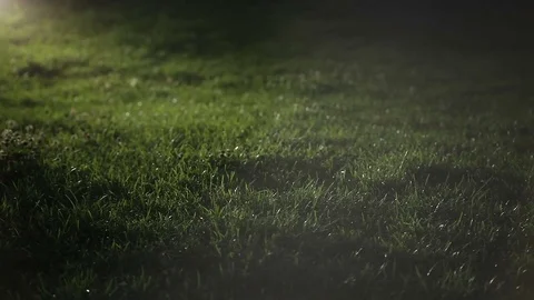 Turf Grass at Night Pan Video stock 77997539