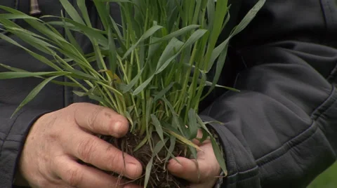 Turf of green wheat in hands Stock-Footage 36987023