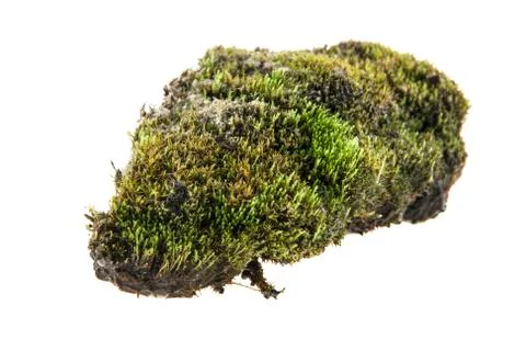 Turf Stock Photos