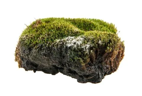 Turf Stock Photos