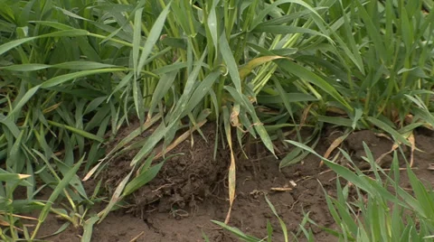 Turf of young wheat in spring Vídeo Stock 36989578