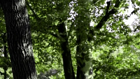 Turin park Stock Footage 81122375