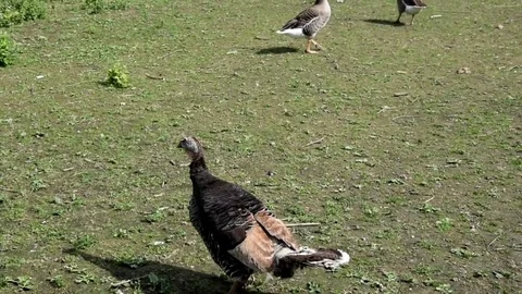 Turk Stock Footage 75647722