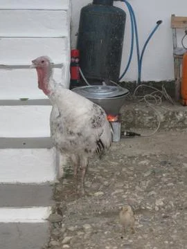Turkey and chick Stock Photos