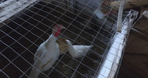 Turkey and Chicken in Cage. Stock Footage 120144855