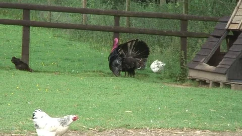 Turkey and chickens 1 Stock Footage 76261303