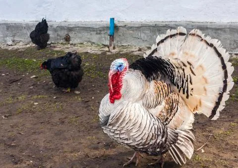 Turkey and hens in the backyard Stock Photos