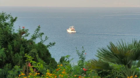 TURKEY, ANTALYA - August 20 , 2017 : Exotic flowers on the shore with a view. Stock Footage 80394567