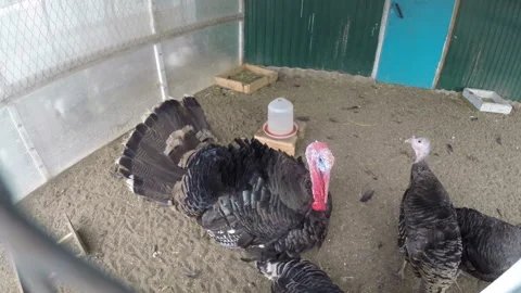 A turkey in an aviary on a farm Stock Footage 144611302