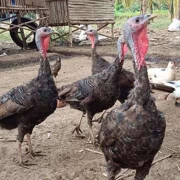 Turkey in backyard Foto stock