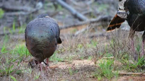 Turkey Bearded Hen Stock Footage 10865291