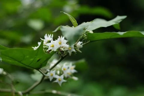 Turkey berry devil's fig, pea eggplant, platebrush or susumber, is a bushy Stock Photos