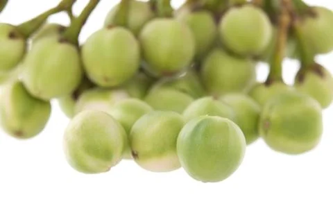 Turkey berry isolated on white background Stock Photos