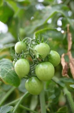 Turkey berry Stock Photos