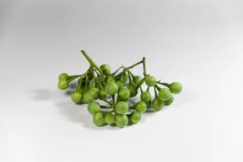Turkey berry Foto stock
