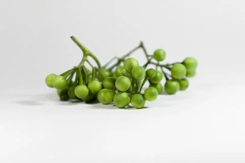 Turkey berry Stock Photos