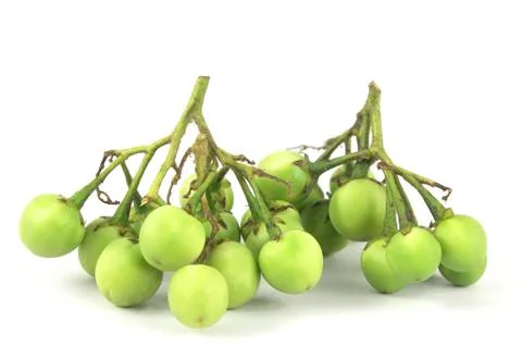 Turkey berry Stock Photos