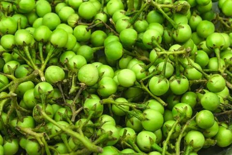 Turkey berry Stock Photos