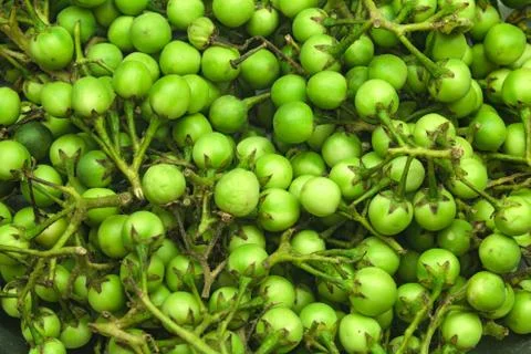Turkey berry Stock Photos