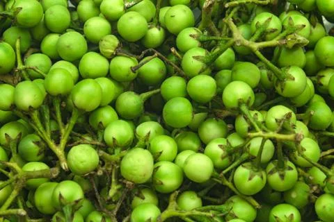Turkey berry Stock Photos