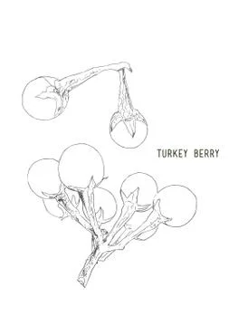 Turkey berry (Solanum torvum)  vector. Stock Illustration