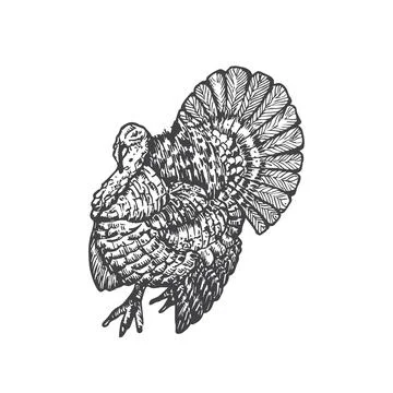 Turkey with Big Tail Hand Drawn Vector Illustration. Abstract Domestic Poultry Stock Illustration