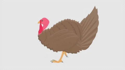Turkey bird. Animation of a bird. Cartoo... | Stock Video | Pond5