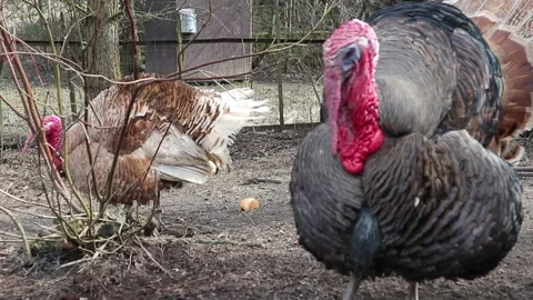 Turkey bird closeup Stock Footage 160109155