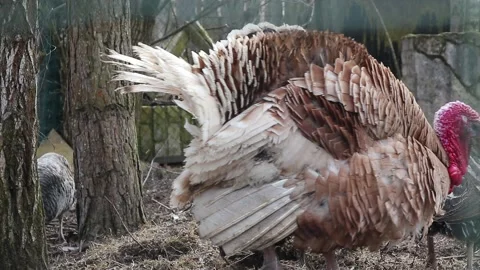 Turkey bird closeup Stock Footage 160109158