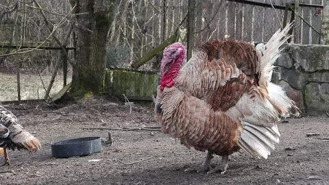 Turkey bird closeup Stock Footage 160109165