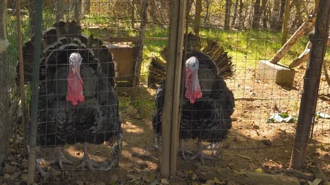 Turkey bird at the farm Stock Footage 122333853