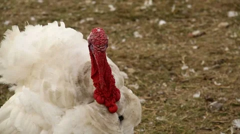 Turkey bird Full HD Stock Footage 7907117