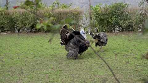 Turkey Bird from Himalayas Stock Footage 238020602