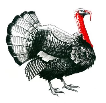 Turkey bird Stock Illustration