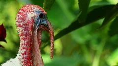 Turkey bird in the nature full hd. turke... | Stock Video | Pond5 Turkey bird in the nature full hd. turke... | Stock Video | Pond5