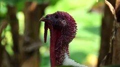 Turkey bird in the nature full hd. turke... | Stock Video | Pond5