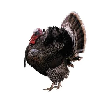 Turkey bird Stock Photos