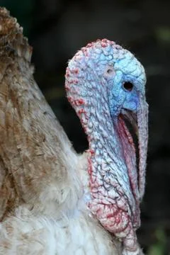 Turkey Bird Stock Photos