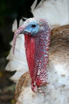 Turkey Bird Stock Photos