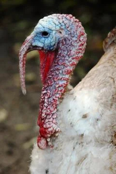 Turkey Bird Stock Photos