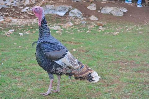 The turkey bird Stock Photos