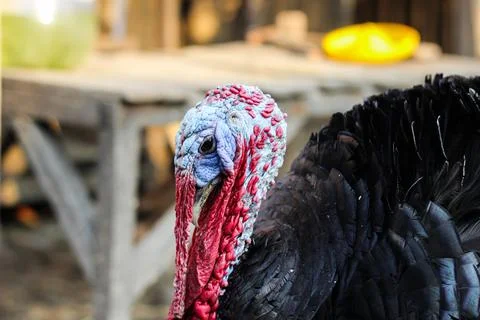 Turkey bird Stock Photos
