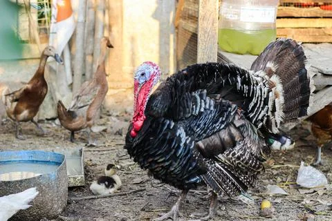 Turkey bird Stock Photos