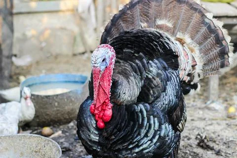 Turkey bird Stock Photos