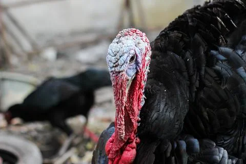 Turkey bird Stock Photos