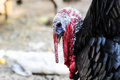 Turkey bird Stock Photos