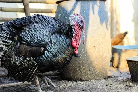 Turkey bird Stock Photos