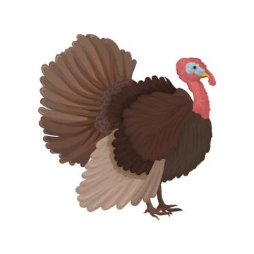 Turkey bird, poultry breeding vector Illustration on a white background Illustration