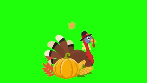 Turkey bird with pumpkin and corn sitting on green screen. Thanksgiving day Stock Footage 315222105