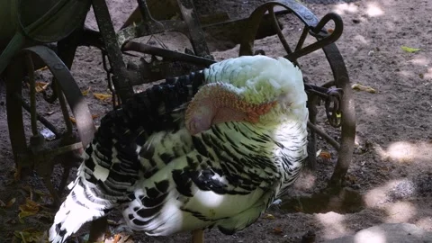 A Turkey bird standing Stock Footage 260139930